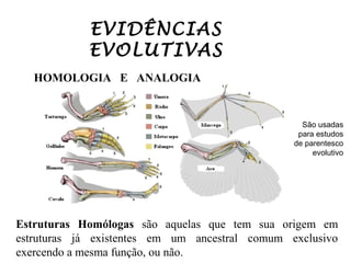 EVIDÊNCIAS
EVOLUTIVAS
HOMOLOGIA E ANALOGIA

São usadas
para estudos
de parentesco
evolutivo

Estruturas Homólogas são aquelas que tem sua origem em
estruturas já existentes em um ancestral comum exclusivo
exercendo a mesma função, ou não.

 