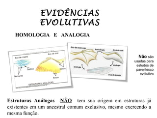 EVIDÊNCIAS
EVOLUTIVAS
HOMOLOGIA E ANALOGIA

Não são
usadas para
estudos de
parentesco
evolutivo

Estruturas Análogas NÃO tem sua origem em estruturas já
existentes em um ancestral comum exclusivo, mesmo exercendo a
mesma função.

 