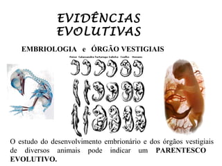 EVIDÊNCIAS
EVOLUTIVAS
EMBRIOLOGIA e ÓRGÃO VESTIGIAIS

O estudo do desenvolvimento embrionário e dos órgãos vestigiais
de diversos animais pode indicar um PARENTESCO
EVOLUTIVO.

 