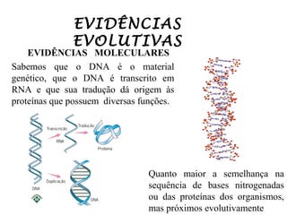 EVIDÊNCIAS
EVOLUTIVAS

EVIDÊNCIAS MOLECULARES
Sabemos que o DNA é o material
genético, que o DNA é transcrito em
RNA e que sua tradução dá origem às
proteínas que possuem diversas funções.

Quanto maior a semelhança na
sequência de bases nitrogenadas
ou das proteínas dos organismos,
mas próximos evolutivamente

 