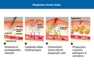 Resposta imune inata
 