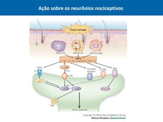 Ação sobre os neurônios nociceptivos
 