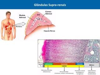 Glândulas Supra-renais
 