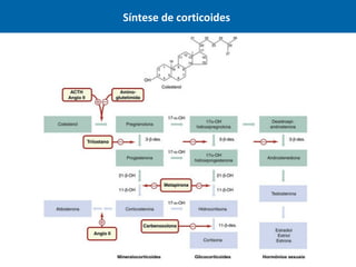 Síntese de corticoides
 