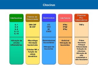 Citocinas
 