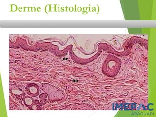 Derme (Histologia)
 