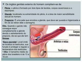  Os órgãos genitais externo do homem compõem-se de:
• Pênis: o pênis é formado por dois tipos de tecidos, corpos cavernosos e o
  esponjoso.
• Glande: localizada na extremidade do pênis, é a área de maior sensibilidade
  sexual do homem.
• Prepúcio: É uma pele que encobre a glande, que deve ser puxada e higienizada a
  fim de se retirar dele o esmegma.
Obs. Quando o garoto não
consegue expor
completamente a glande
devido o estreitamento do
prepúcio, diz-se que ele tem
fimose.
•Saco escrotal: Local onde
se localiza os testículos, sua
função é proteger e regular a
temperatura dos testículos.
• Obs: O tamanho médio do
pênis dos brasileiro é de 13 a
15 cm
 