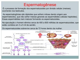 Espermatogênese
 É o processo de formação dos espermatozoides por divisão celular (meiose),
ocorrendo nos testículos.
 As espermatogônias são diploides que sofrem mitose dando origem aos
espermatócitos, que irão sofrer meiose gerando as espermátides (células haploides).
Essas espermátides iram maturar formando os espermatozoides.
Na ejaculação o homem elimina cerca de 400 a 600 milhões de espermatozoides, que
estão contidos em 3 a 5 ml de semên.
Os espermatozoides sobrevive cerca de 72 horas dentro da mulher.
 