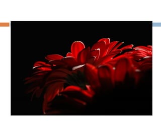 Aula   fotografia - iluminação em estúdio ppt