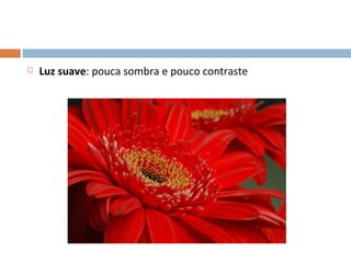    Luz suave: pouca sombra e pouco contraste
 