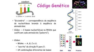 1 códon  3 nucleotídeos no RNAm
7 códons  21 nucleotídeos
Código Genético
 