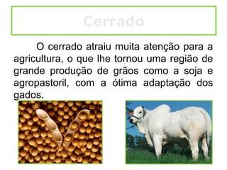 O cerrado atraiu muita atenção para a
agricultura, o que lhe tornou uma região de
grande produção de grãos como a soja e
agropastoril, com a ótima adaptação dos
gados.
Cerrado
 