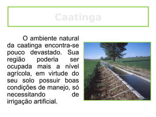 O ambiente natural
da caatinga encontra-se
pouco devastado. Sua
região poderia ser
ocupada mais a nível
agrícola, em virtude do
seu solo possuir boas
condições de manejo, só
necessitando de
irrigação artificial.
Caatinga
 