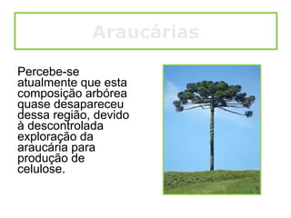 Percebe-se
atualmente que esta
composição arbórea
quase desapareceu
dessa região, devido
à descontrolada
exploração da
araucária para
produção de
celulose.
Araucárias
 