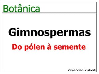 Prof.: Felipe Cavalcante
Botânica
Gimnospermas
Do pólen à semente
 