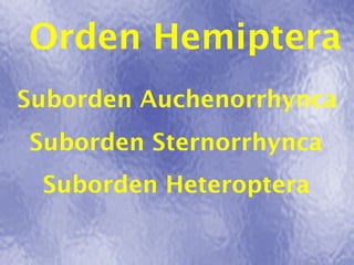 Orden Hemiptera
Suborden Auchenorrhynca
Suborden Sternorrhynca
 Suborden Heteroptera
 