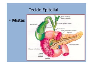 Tecido Epitelial
• Mistas