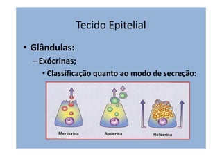 Tecido Epitelial
• Glândulas:
– Exócrinas;
• Classificação quanto ao modo de secreção: