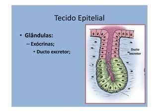 Tecido Epitelial
• Glândulas:
– Exócrinas;
Ducto
• Ducto excretor; excretor