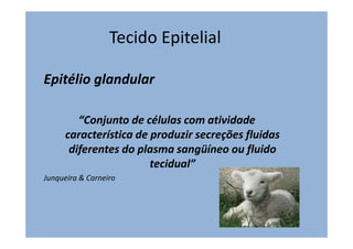 Tecido Epitelial
Epitélio glandular
“Conjunto de células com atividade
característica de produzir secreções fluidas
diferentes do plasma sangüíneo ou fluido
tecidual”
Junqueira & Carneiro