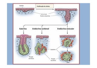 Epitélio Proliferação de células
Lâmina basal
Tecido conjuntivo
Exócrina Endócrina cordonal Endócrina vesicular
Capilares
Porção
secretora Porção
secretora