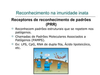  Reconhecem padrões estruturais que se repetem nos
patógenos.
 Chamadas de Padrões Moleculares Associados a
Patógenos (PAMPS).
 Ex: LPS, CpG, RNA de dupla fita, Ácido lipoteicóico,
etc.
Receptores de reconhecimento de padrões
(PRR)
Reconhecimento na imunidade inata
 