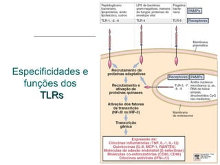 Especificidades e
funções dos
TLRsTLRs
 