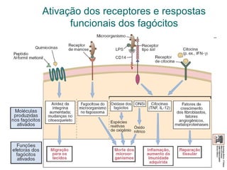 Ativação dos receptores e respostas
funcionais dos fagócitos
 