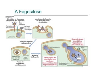 A Fagocitose
 