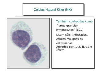 Células Natural Killer (NK)Células Natural Killer (NK)
Também conhecidas como
“large granular
lymphocytes” (LGL)
Lisam céls. Infectadas,
células malígnas ou
estressadas
Ativados por IL-2, IL-12 e
IFN-γ.
Também conhecidas como
“large granular
lymphocytes” (LGL)
Lisam céls. Infectadas,
células malígnas ou
estressadas
Ativados por IL-2, IL-12 e
IFN-γ.
 