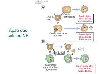 Ação das
células NK
 