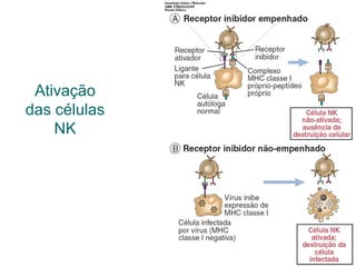 Ativação
das células
NK
 