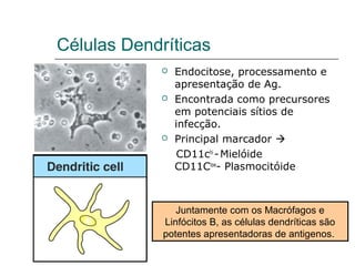 Células Dendríticas
 Endocitose, processamento e
apresentação de Ag.
 Encontrada como precursores
em potenciais sítios de
infecção.
 Principal marcador 
CD11chi
-Mielóide
CD11Clow
- Plasmocitóide
Juntamente com os Macrófagos e
Linfócitos B, as células dendríticas são
potentes apresentadoras de antigenos.
 