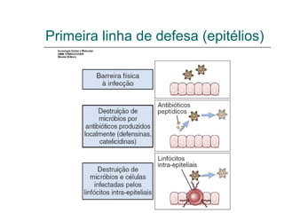 Primeira linha de defesa (epitélios)
 