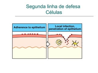 Segunda linha de defesa
Células
 