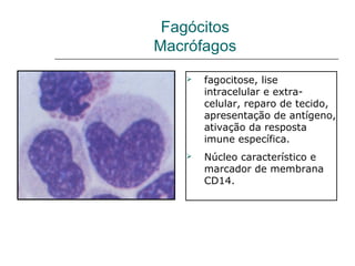  fagocitose, lise
intracelular e extra-
celular, reparo de tecido,
apresentação de antígeno,
ativação da resposta
imune específica.
 Núcleo característico e
marcador de membrana
CD14.
Fagócitos
Macrófagos
 
