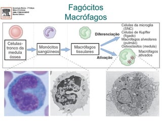 Fagócitos
Macrófagos
 