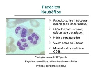  Fagocitose, lise intracelular,
inflamação e dano tecidual
 Grânulos com lisosima,
colagenase e elastase.
 Núcleo característico
 Vivem cerca de 6 horas
 Marcador de membrana
CD66.
Produção: cerca de 1011
por dia
Fagócitos neutrofílicos polimorfonucleares – PMNs
Principal componente do pus
Fagócitos
Neutrófilos
 