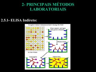 2- PRINCIPAIS MÉTODOS LABORATORIAIS 2.5.1- ELISA Indireto: 