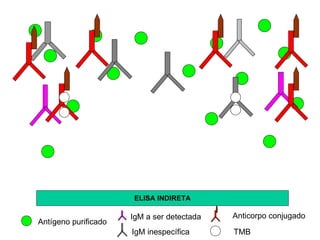 ELISA INDIRETA Antígeno purificado IgM a ser detectada IgM inespecífica Anticorpo conjugado TMB 