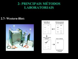 2- PRINCIPAIS MÉTODOS LABORATORIAIS 2.7- Western-Blot: 