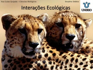 Interações Ecológicas
Ana Luiza Quijada – Ciências Biológicas Disciplina: Didática
 