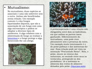 • Mutualismo:
No mutualismo, duas espécies se
associam e uma não sobrevive sem
a outra. Ambas são beneficiadas
nessa relação. Um exemplo
comum é o dos fungos
liquenizados (liquens), que são a
associação de um fungo com uma
alga microscópica e podem se
adaptar a diversos tipos de
ambientes. A alga colabora com a
alimentação do fungo ao realizar a
fotossíntese e o fungo protege a alga,
fornecendo-lhe um abrigo.
• Protocooperação
A protocooperação é uma relação não
obrigatória entre dois os indivíduos,
em que ambas as partem saem
ganhando. Diferentemente do
mutualismo, uma pode viver
plenamente sem a presença da outra.
Um exemplo muito interessante é o
do peixe-palhaço e das anêmonas-do-
mar. Essa relação pode ser vista na
animação “Procurando Nemo”. Nela, o
peixe, imune ao veneno das
anêmonas, se esconde entre seus os
tentáculos, protegendo-se dos
predadores. Já a anêmona se
alimenta dos restos de alimento
deixados pelo peixe. Clique para assisir
 