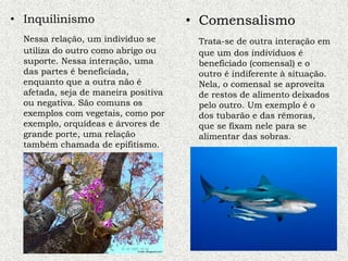 • Inquilinismo
Nessa relação, um indivíduo se
utiliza do outro como abrigo ou
suporte. Nessa interação, uma
das partes é beneficiada,
enquanto que a outra não é
afetada, seja de maneira positiva
ou negativa. São comuns os
exemplos com vegetais, como por
exemplo, orquídeas e árvores de
grande porte, uma relação
também chamada de epifitismo.
• Comensalismo
Trata-se de outra interação em
que um dos indivíduos é
beneficiado (comensal) e o
outro é indiferente à situação.
Nela, o comensal se aproveita
de restos de alimento deixados
pelo outro. Um exemplo é o
dos tubarão e das rêmoras,
que se fixam nele para se
alimentar das sobras.
 