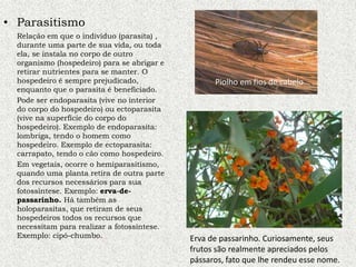 • Parasitismo
Relação em que o indivíduo (parasita) ,
durante uma parte de sua vida, ou toda
ela, se instala no corpo de outro
organismo (hospedeiro) para se abrigar e
retirar nutrientes para se manter. O
hospedeiro é sempre prejudicado,
enquanto que o parasita é beneficiado.
Pode ser endoparasita (vive no interior
do corpo do hospedeiro) ou ectoparasita
(vive na superfície do corpo do
hospedeiro). Exemplo de endoparasita:
lombriga, tendo o homem como
hospedeiro. Exemplo de ectoparasita:
carrapato, tendo o cão como hospedeiro.
Em vegetais, ocorre o hemiparasitismo,
quando uma planta retira de outra parte
dos recursos necessários para sua
fotossíntese. Exemplo: erva-de-
passarinho. Há também as
holoparasitas, que retiram de seus
hospedeiros todos os recursos que
necessitam para realizar a fotossíntese.
Exemplo: cipó-chumbo.
Piolho em fios de cabelo
Erva de passarinho. Curiosamente, seus
frutos são realmente apreciados pelos
pássaros, fato que lhe rendeu esse nome.
 