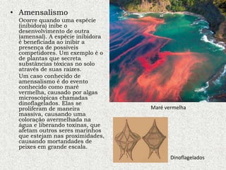 • Amensalismo
Ocorre quando uma espécie
(inibidora) inibe o
desenvolvimento de outra
(amensal). A espécie inibidora
é beneficiada ao inibir a
presença de possíveis
competidores. Um exemplo é o
de plantas que secreta
substâncias tóxicas no solo
através de suas raízes.
Um caso conhecido de
amensalismo é do evento
conhecido como maré
vermelha, causado por algas
microscópicas chamadas
dinoflagelados. Elas se
proliferam de maneira
massiva, causando uma
coloração avermelhada na
água e liberando toxinas, que
afetam outros seres marinhos
que estejam nas proximidades,
causando mortandades de
peixes em grande escala.
Dinoflagelados
Maré vermelha
 