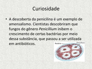 Curiosidade
• A descoberta da penicilina é um exemplo de
amensalismo. Cientistas descobriram que
fungos do gênero Penicillium inibem o
crescimento de certas bactérias por meio
dessa substância, que passou a ser utilizada
em antibióticos.
 
