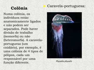 Colônia
Caravela-portuguesa:
Numa colônia, os
indivíduos estão
anatomicamente ligados
e não podem ser
separados. Pode haver
divisão de trabalho
(isomorfa) ou não
(heteromorfa). A caravela-
portuguesa (um
cnidário), por exemplo, é
uma colônia de 4 tipos de
pólipos, cada um
responsável por uma
função diferente. Physalia physalis
 