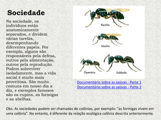 Sociedade
Na sociedade, os
indivíduos estão
anatomicamente
separados, e dividem
várias tarefas,
desempenhando
diferentes papéis. Por
exemplo, alguns são
responsáveis pela defesa,
outros pela alimentação,
outros pela reprodução.
Podem sobreviver
isoladamente, mas a vida
social é muito mais
proveitosa. São muito
comuns em nosso dia a
dia, e exemplos famosos
são os cupins, as formigas
e as abelhas.
Obs: As sociedades podem ser chamadas de colônias, por exemplo: “as formigas vivem em
uma colônia”. No entanto, é diferente da relação ecológica colônia descrita anteriormente.
Documentário sobre as saúvas - Parte 1
Documentário sobre as saúvas - Parte 2
 