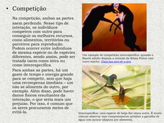 • Competição
Na competição, ambas as partes
saem perdendo. Nesse tipo de
interação, os indivíduos
competem com outro para
conseguir os melhores recursos,
como alimentos, territórios ou
parceiros para reprodução.
Podem ocorrer entre indivíduos
de mesma espécie ou de espécies
diferentes, sendo assim, pode ser
tratada tanto como intra ou
como interespecífica.
Para ambas as partes, há um
gasto de tempo e energia grande
para se competir, sem que haja
uma recompensa imediata – um
não se alimenta do outro, por
exemplo. Além disso, pode haver
danos físicos resultantes da
interação, o que seria mais um
prejuízo. Por isso, é comum que
os seres procurarem meios de
evitá-la.
Um exemplo de competição interespecífica: quando o
Bambi adulto disputa a atenção da fêmea Feline com
outro macho. Clique aqui para ver a cena
Interespecífica: uma espécie de beija-flor ataca outra. É muito
comum observar esse comportamento próximo a garrafas de
água com açúcar (disputa por alimento).
 